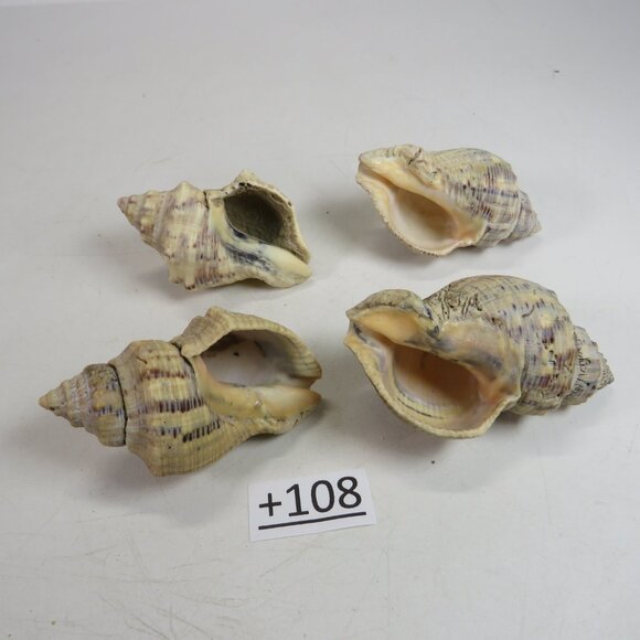 natural Other - Peach & Navy Colored REAL Sea Shells about 3" long personally gathered